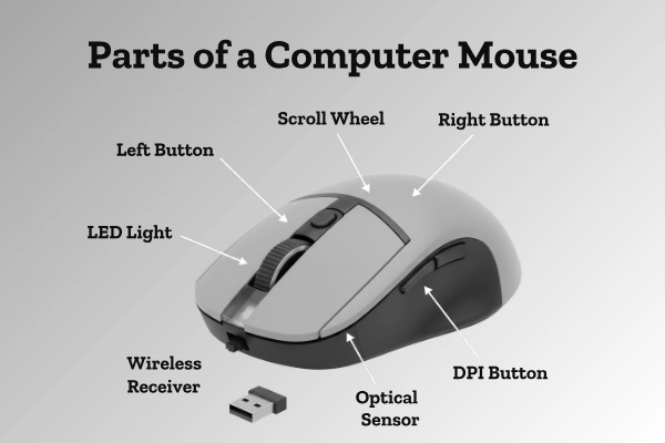 Parts Of A Computer Mouse Parts Of A Computer Mouse