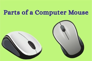 Parts of Mouse: Know How Your Mouse Really Works